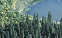 Conserver le capital naturel du Canada : La forêt boréale