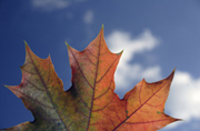 Climate Prosperity maple leaf